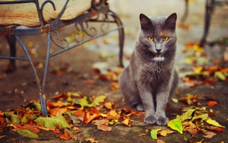 Autumn Kitty â™¥ - autumn, cat, photography, kitty, bench, fall, beautiful, leaves, cute