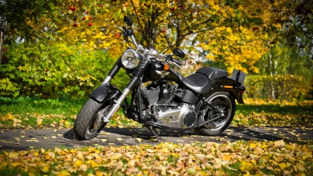 Harley Davidson - bike, motorcycle, chopper, harley