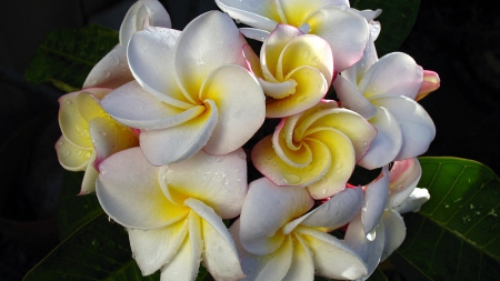 Beautiful Plumeria Bouquet - flowers, nature, white plumeria, plumeria, bouquet