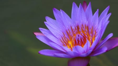 Pretty Water Lily - flowers, water lily, nature, lily