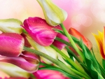 Beautiful Tulips