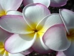 White Plumeria