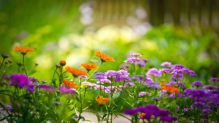 Purple and Orange Flowers - flowers, orange, nature, purple