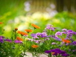 Purple and Orange Flowers