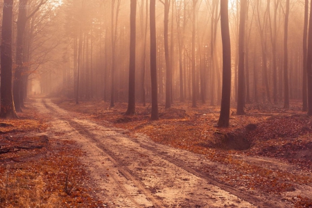 An autumn story - autumn, mist fog, landscape, photography, wallpaper, path, nature, abstract, fall, forest, scene