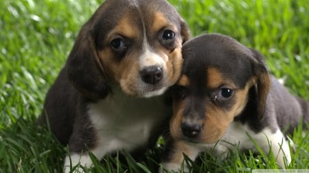 beagle puppies - puppy, beagle, cute, dog