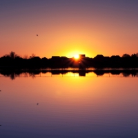 bird in sunset