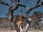 framed giraffe