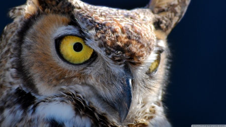 hoot - face, portrait, owl, bird