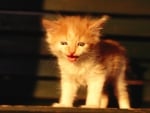 kitten on a bench