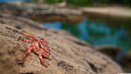 new type of wildlife - wildlife, rock, water, reflection