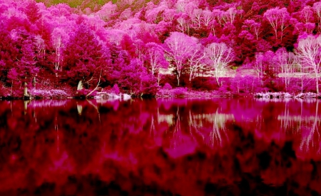 Reflection of Lake - lake, water, reflection, trees, nature