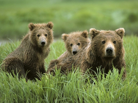 brown bears - brown, bear, green, grass