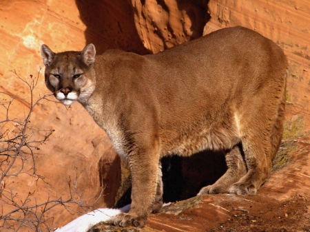 mountain lion - lion, mountain, cougar, cat