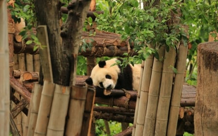 Panda - panda, trees, bear, tired