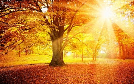 The rays of the sun - Autumn - leaves, tree, autumn, the rays of the sun