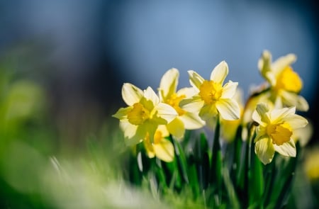 Flowers - Daffodils - daffodils, nature, flowers, blur