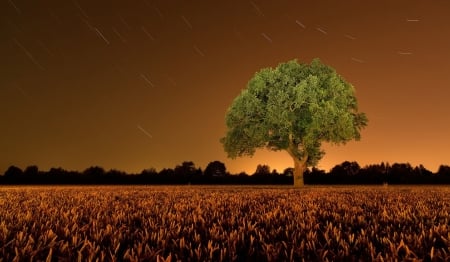 Trees - Night - night, field, trees, grain