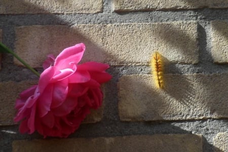 walking toothbrush - butterfly, rups, yellow, caterpillar