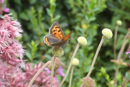 vuurvlinder - orange, butterfly, jumping, vuurvlinder