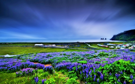 LUPIN FIELDS - clouds, purple colors, fields, splendor, flower fields, landscape, colors of nature, flowers, nature, mountains, sky