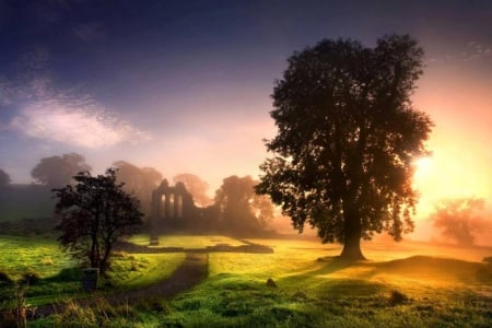 Peaceful scene - tree, evening, peace, shadows