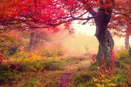 Autumn - autumn, fall, forest, fog, leaves, tree, road