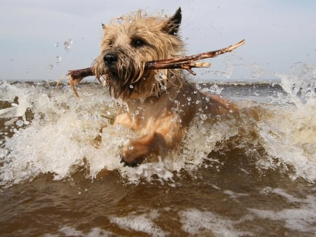 sea dog - water, beach, stick, dog