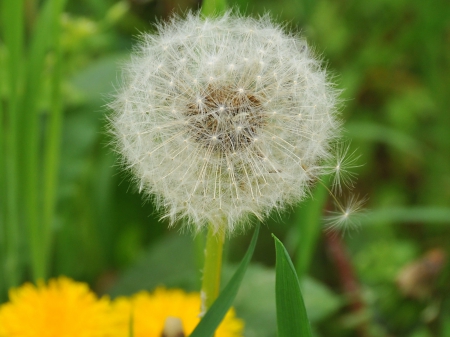 young dandelion - dandelion, flower, leaf, green