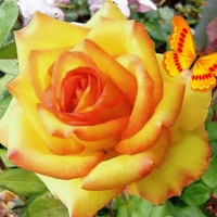 Butterfly on Yellow Rose