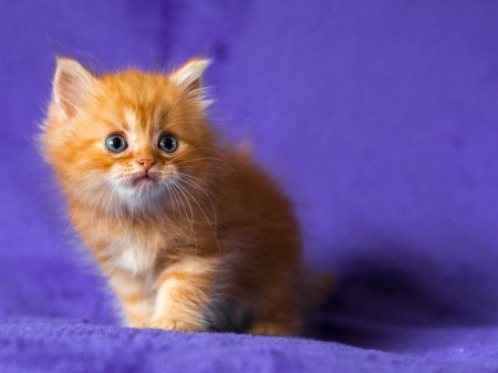 cute ginger kitten - ginger kitten, cute, animals, cats