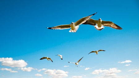 seagulls - cloud, seagull, sky, bird