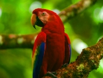 Wonderful Parrot