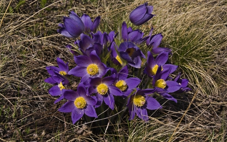 Purple - purple, flowers, lovely, yellow