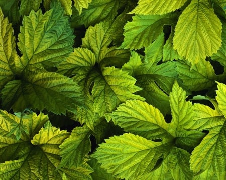 green leaves - follage, nature, green, leaves