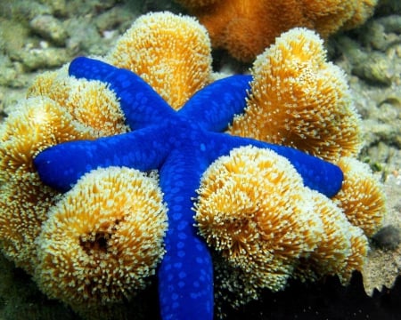 blue starfish