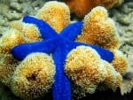 blue starfish