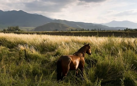 Wild Horse - horse, wild, fields, nature