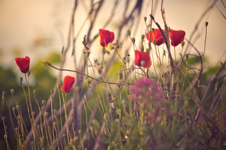 Poppies - flowers, poppies, nature, red, grass, outdoor, petals