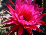 Pink Cactus Flower