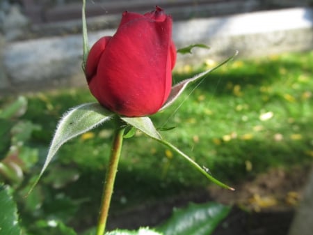 Blood Bud - buds, roses, flora, petals, flowers, plants