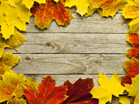 Autumn Leaves - leaves, frame, maple, autumn