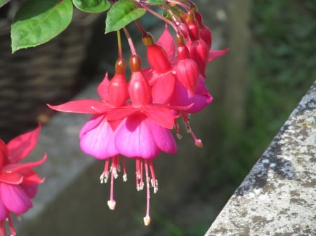 Fuscia Heads - fuscia, flora, petals, flowers, plants