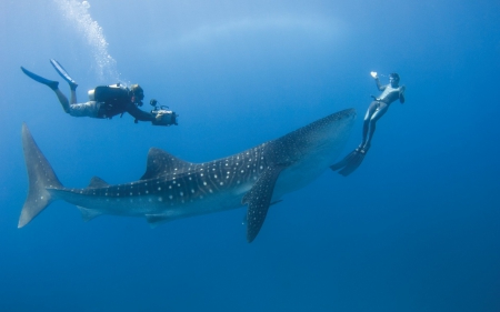 WHALE SHARK FRONT OF DIVER - prime portal, wallpapers up, sema show, socal customs