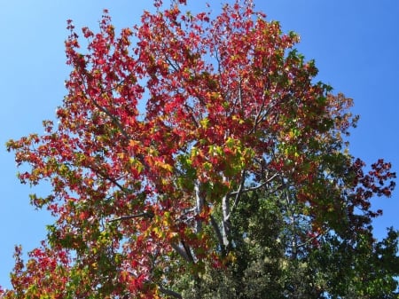 Autumn Tree - leaves, trees, nature, autumn