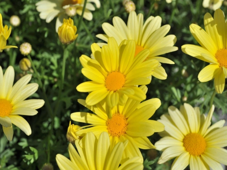 Lovely Yellow Flowers - flowers, daisies, yellow, nature