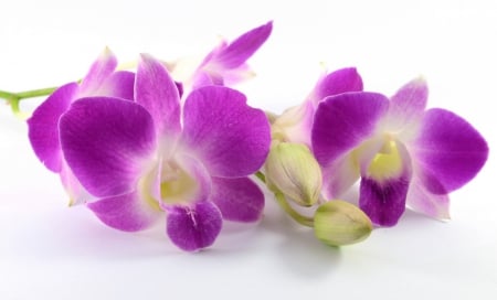 * Softness * - delicate, flower, purple, soft