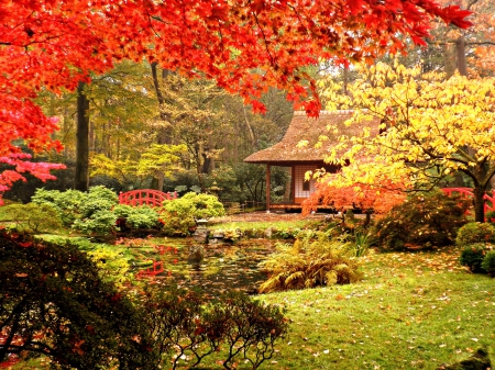 Japanese garden in autumn - trees, beautiful, forest, fall, colorful, nature, autumn, garden, foliage, cottage, bridge, park, japanese