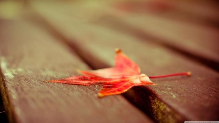 Red leaf down - abstract, red leaf, close-up, photography, HD, still life, leaves, fall, nature, autumn, red, macro, seasons, leaf, wallpaper, softness