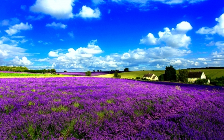 Summer field - sky, meadow, clouds, beautiful, flowers, field, nature